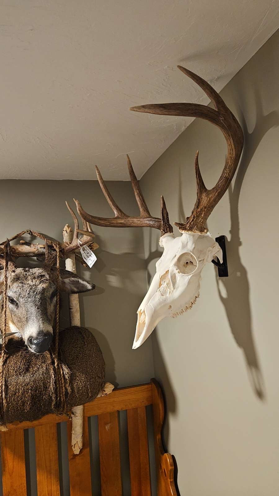 Deer skull mount