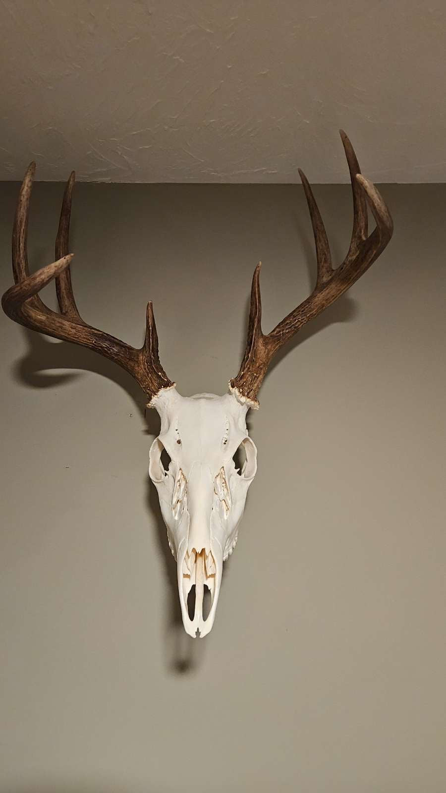 Deer skull mount