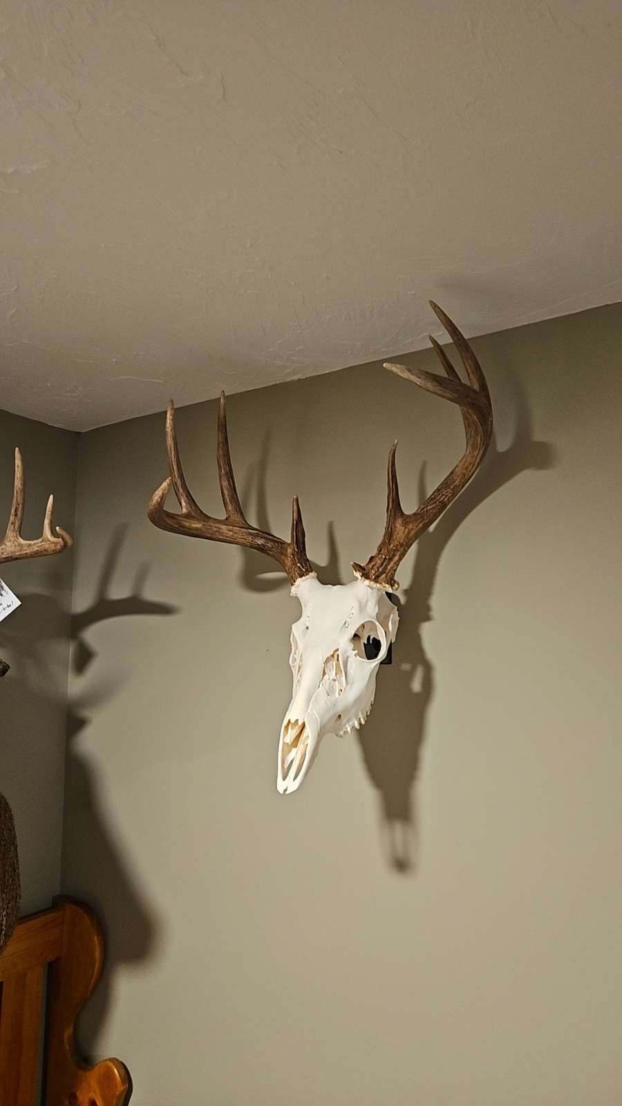 Deer skull mount