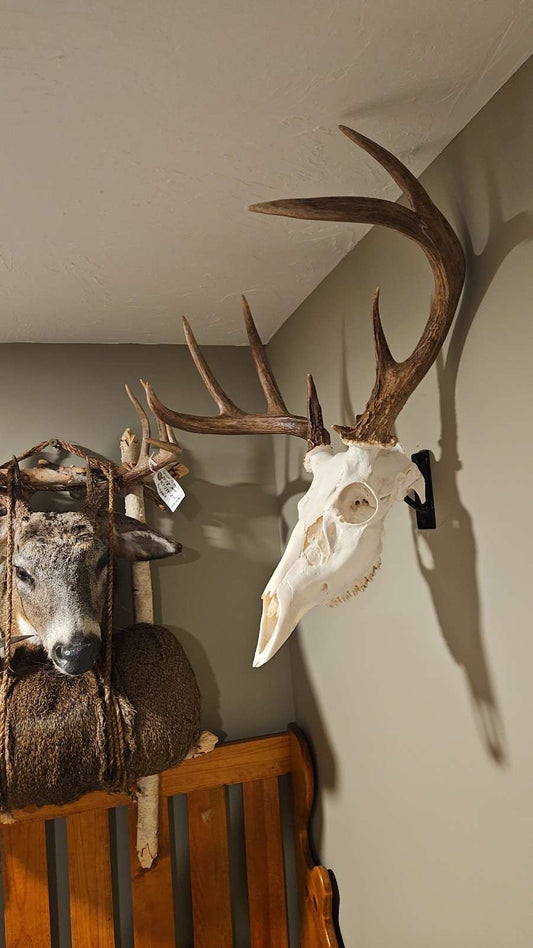 Deer skull mount